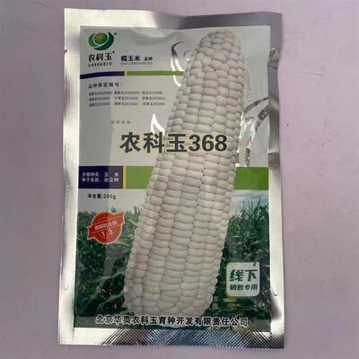 国审玉米种农科玉368京科糯2016京科糯2000农科糯336白糯玉米种子