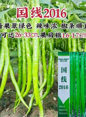 欧兰德线椒种子国线2016线椒种子辣味浓翠绿色条椒顺直基地用批发
