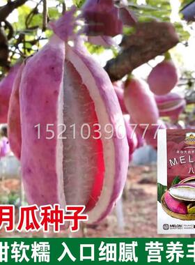 紫色八月瓜种四季牛盆子栽八炸九月黄月腰BBO子果种子特色野生果