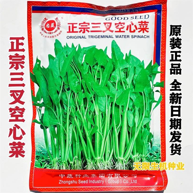 正宗三叉空心菜种子高产柳叶空心菜籽种四季阳台蔬菜种子盆栽正品