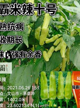 云南热销大果小米辣种子陆霸米辣十号泡椒种子韩国引进早熟辣椒种