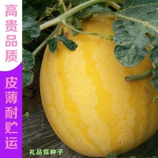 黄皮黄瓤西瓜种子高端礼品瓜早熟超甜神奥金凤凰皮薄水果金黄春季