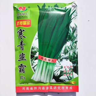 寒青韭霸韭菜种子高抗寒多抗型宽叶不休眠韭菜种籽春秋高产大田孑