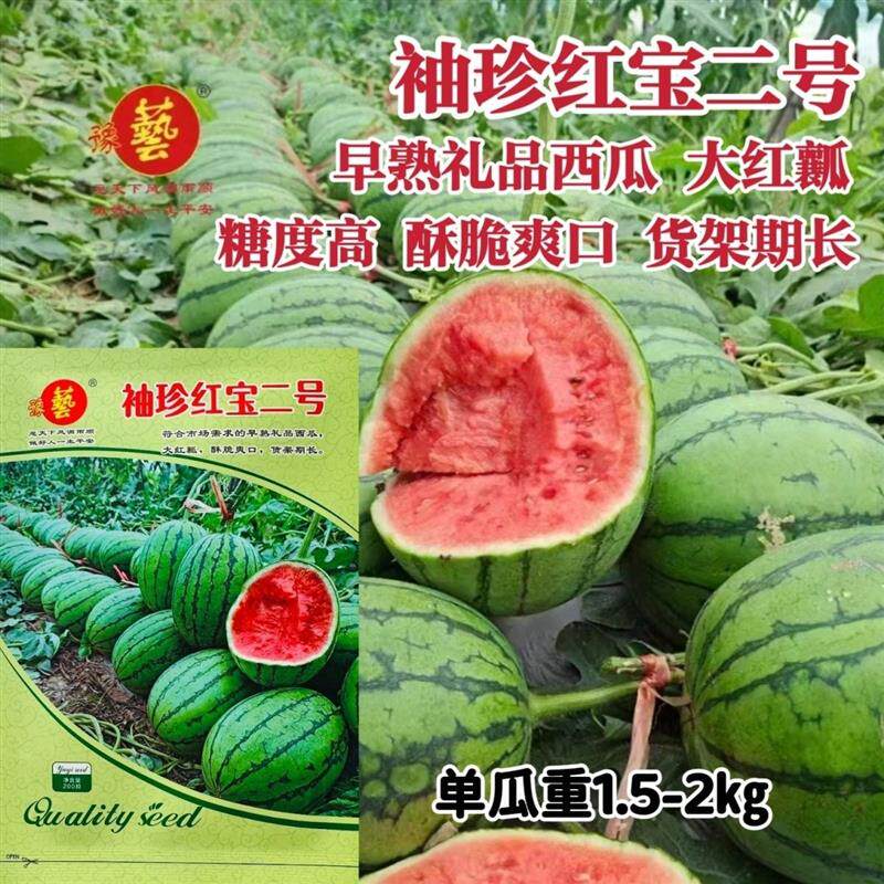 豫艺袖珍红宝二号礼品西瓜种子皮薄少籽早春红玉西瓜种子大红瓤
