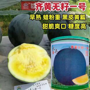 黄心齐黄无籽一号西瓜种子黄瓤种子黑皮无籽西瓜种籽高产早熟西瓜