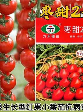 力禾枣甜2号小番茄种子无限生长型红果抗病毒小番茄种籽圣女果