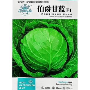 伯爵甘蓝抗种子正圆形种甘兰种籽病抗HVX热高菜产绿色卷心菜包头