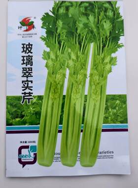 玻璃翠实芹菜种子质地脆嫩纤维少品质好耐寒耐热商品性佳丰产性好