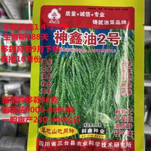 神鑫油油2FSR油菜种子旱地山地专用亩号产可达800农家田园秋季播
