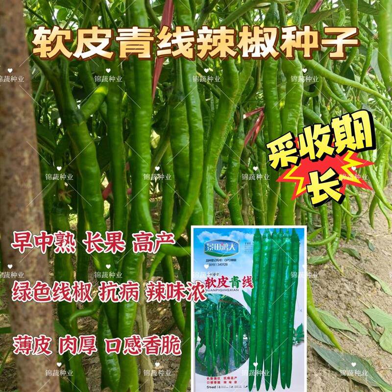 景田鸿大软皮青线辣椒种子早中熟薄皮长线椒种籽顺直厚肉辣椒蔬菜