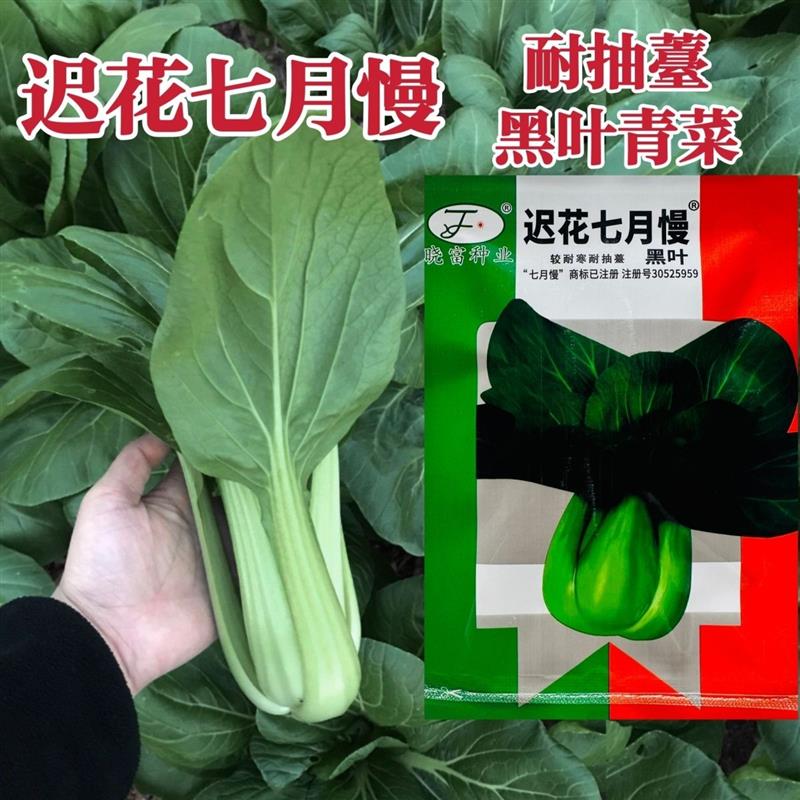 迟花七月慢菜种子黑叶青梗菜种子耐寒耐抽薹小白菜小油菜种籽