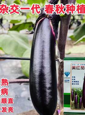 美红茄玉茄子种子紫红皮高产抗病口感好早熟杂交春秋播长棒茄种籽