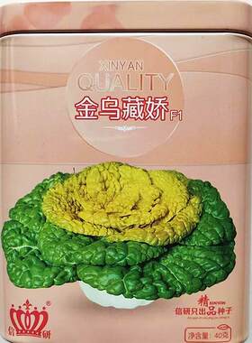 乌藏黄娇心乌种子乌金塌菜寒半包心黄JJQ耐心菜秋季越冬优质蔬菜
