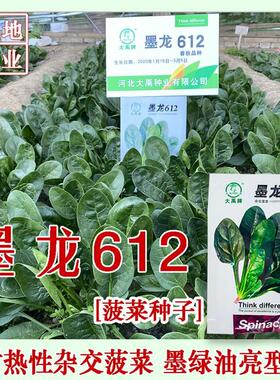 大牌大墨龙禹612杂交耐热大叶菠菜种子红根叶肥田用高产蔬ZRC菜种