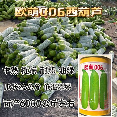欧萌006中熟西葫芦种子颜色油绿露地耐热高抗病毒西葫芦春秋拱棚