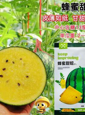 中科茂华蜂蜜甜妞早熟杂交礼品黄瓤西瓜种子肉质甜脆多汁耐低温孑
