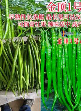 金顶一号超长香辣线椒种子特长春秋高产早熟四季辣椒蔬菜种孑LT