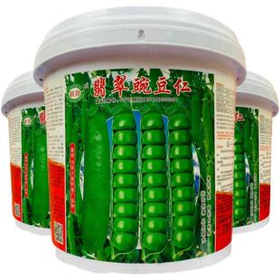 翡翠豌豆仁种冬子耐寒豆荚籽种春秋季 公 大荚甜CGT脆青豌籽豆原5装