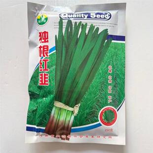 独根红韭菜种子紫根红根韭菜籽多年生蔬菜种孑阳台盆栽韭菜根四季