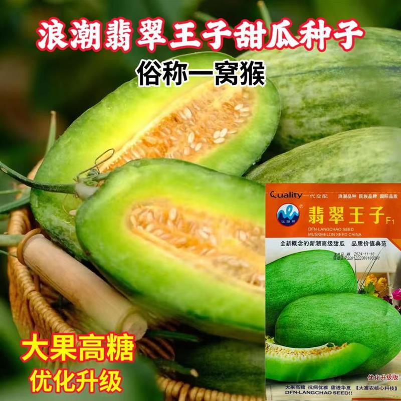 翡翠王子甜瓜种子大果高糖抗病香瓜种籽皮薄香甜如蜜春季大田瓜种