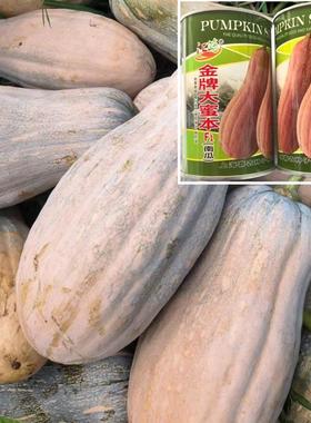 江蔬金牌大蜜本南瓜种子大田种植成熟果深黄色味甜高产耐贮运50克