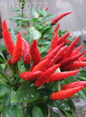 超辣辣椒籽种朝天椒指天种1号菜朝天椒种产子菜园阳BQU台盆栽高蔬