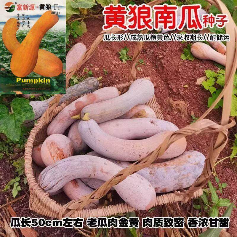 黄狼南瓜种子金钩南瓜种子倭瓜超甜香糯干面庭院阳台春秋蔬菜种子