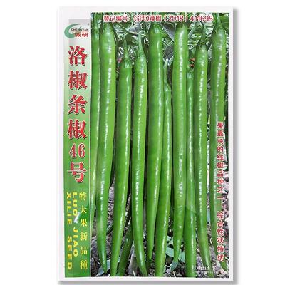 洛椒条椒46号中熟辣种籽果RKM产长高早高抗病耐贮存好运输大椒田