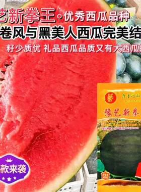 豫艺新拳王西瓜种子龙卷风黑美人大果高产抗重茬黑绿皮西瓜种子籽