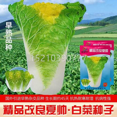 精品改良夏帅菜菜种子 早速生小白熟菜 抗热白ZWX黄心白种籽夏秋