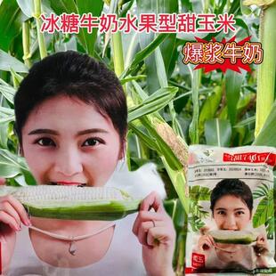 雪甜7401超甜牛奶玉米种子 籽粒白色口感特甜 可生食 抗病正品籽