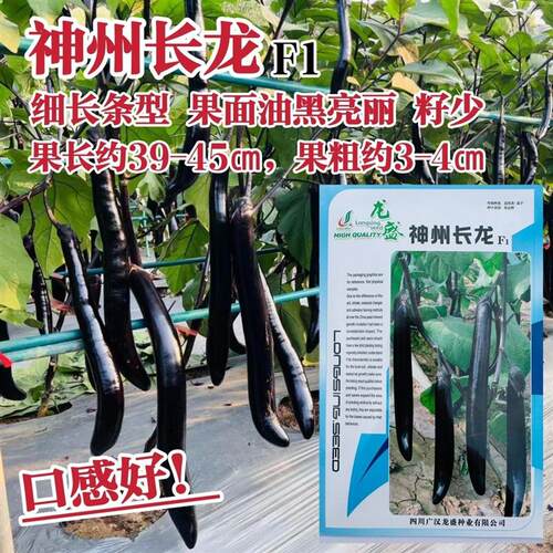 龙盛神州长龙茄子种子细长条型茄子种籽油黑亮丽长茄种子籽少抗病