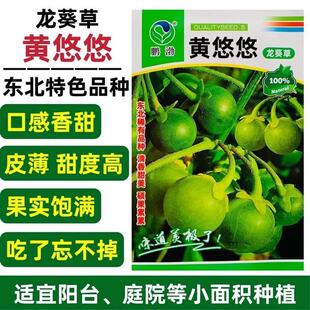 黄悠悠野生种子野生水果种子龙葵草东北四季野果阳台盆栽庭院种籽