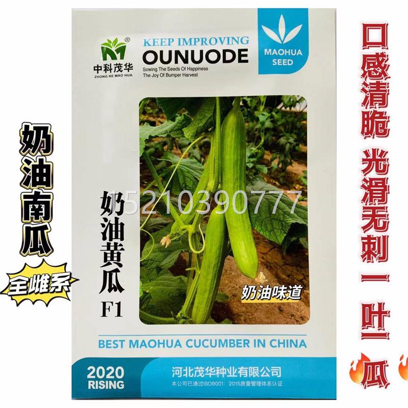 奶油水果黄瓜子白奶玉油脆旱四黄瓜种籽春秋季季阳JLJ种台盆栽蔬图片