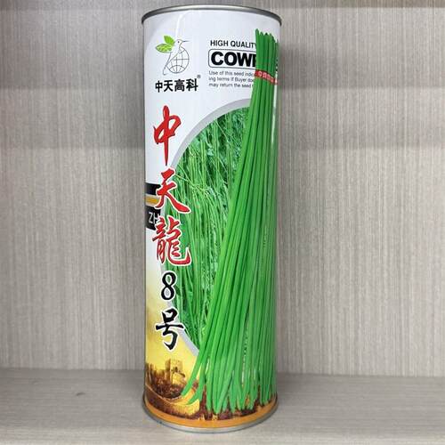 中天龙8号豇豆种子翠绿条长豆角种籽正品高产耐热耐湿特长豇豆角
