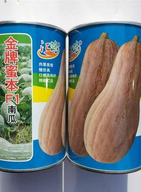汇蔬金牌大蜜本南瓜种子大田种植成熟果橙黄色味甜高产耐贮运50克
