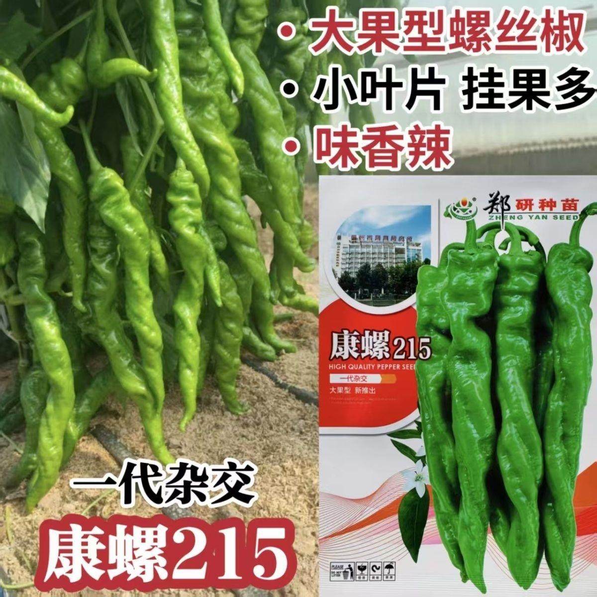 郑研康螺215螺丝型大果羊角椒种子果面有褶邹膨果快耐低温味香辣