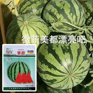 微萌美都F1西瓜种子高产早中熟抗病红壤红酥手四季水果基地用种孑