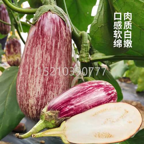 泰金丝茄竹丝茄早茄子茄克米特子种子 紫茄国 茄长茄线茄AMA 圆茄