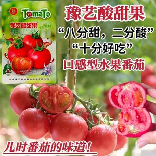酸甜果番茄种子水果番茄种子酸甜好吃粉果西红柿种籽礼品番茄