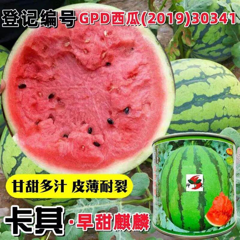卡其早甜麒麟F1西瓜种子籽大果糖度高沙瓤薄皮耐裂抗病早熟正品籽
