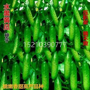 压塌四架旱不黄瓜种子 摘败水果型瓜种籽ZTE季黄盆栽阳台油亮高产