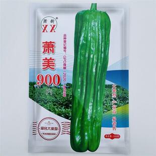 萧美900辣椒种子早熟长灯笼型薄皮辣椒种子果色亮绿中辣采收期长