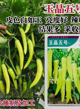 福斯特玉晶五号辣椒种子腌制加工泡椒种子白玉辣椒种籽中辣结果多
