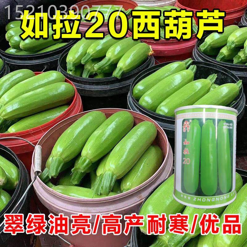 如拉20西葫芦种子瓜皮翠绿油亮春秋冬季耐低温角瓜蔬菜种籽西胡芦