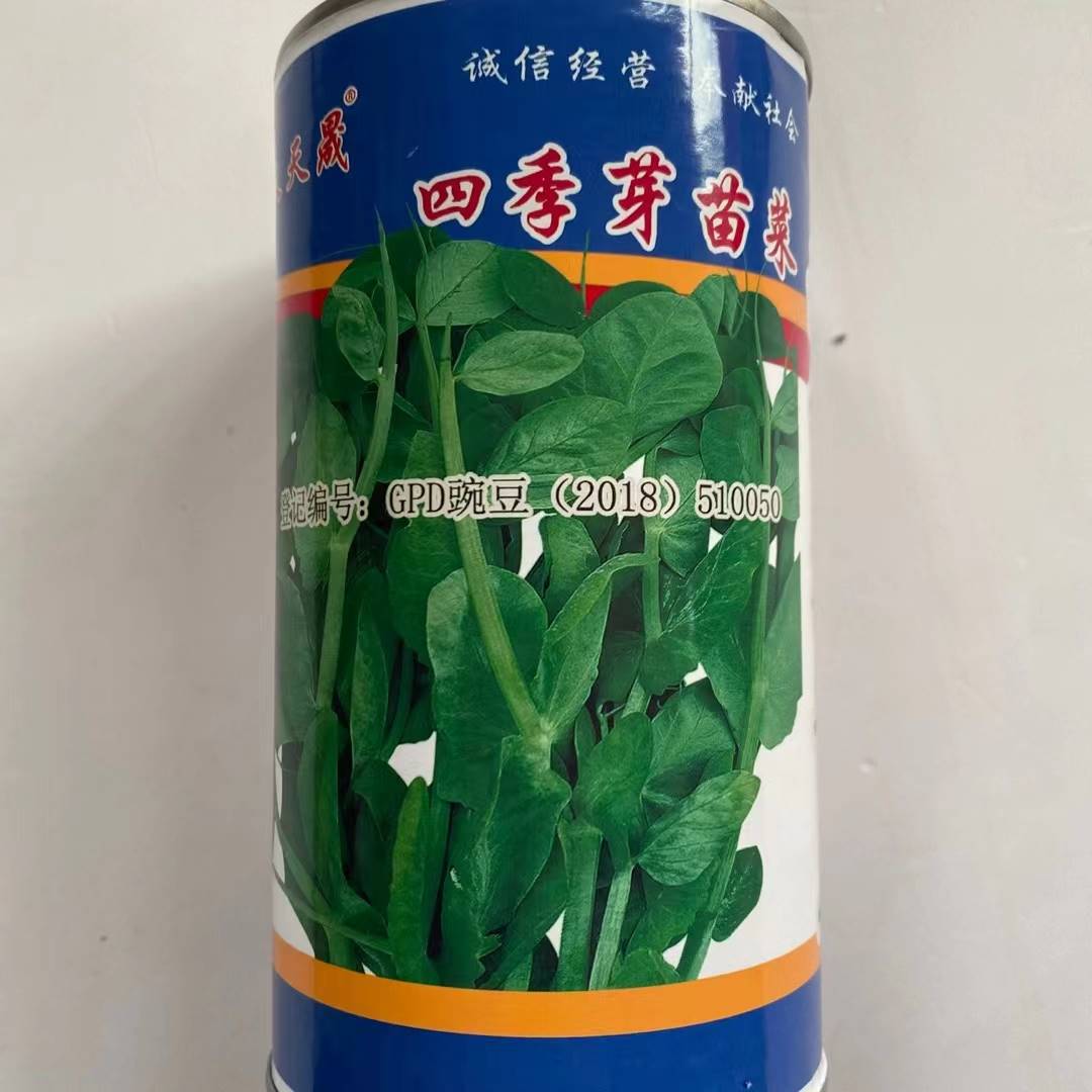四季芽苗菜种子豌豆掐尖叶苗莱肥壮涨势快可多季节种植豌豆种子LT