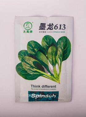 大寒禹墨龙613菠菜耐种蔬籽春秋BVH热耐菠菜籽黑圆叶品种菜种子