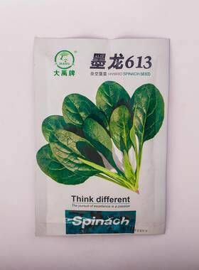 大寒禹墨龙613菠菜耐种蔬籽春秋BVH热耐菠菜籽黑圆叶品种菜种子