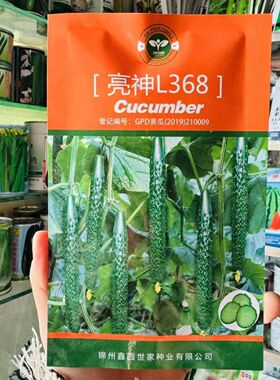 亮神L368黄瓜种子深绿油亮型高产抗白粉霜霉枯萎病抗逆口感好