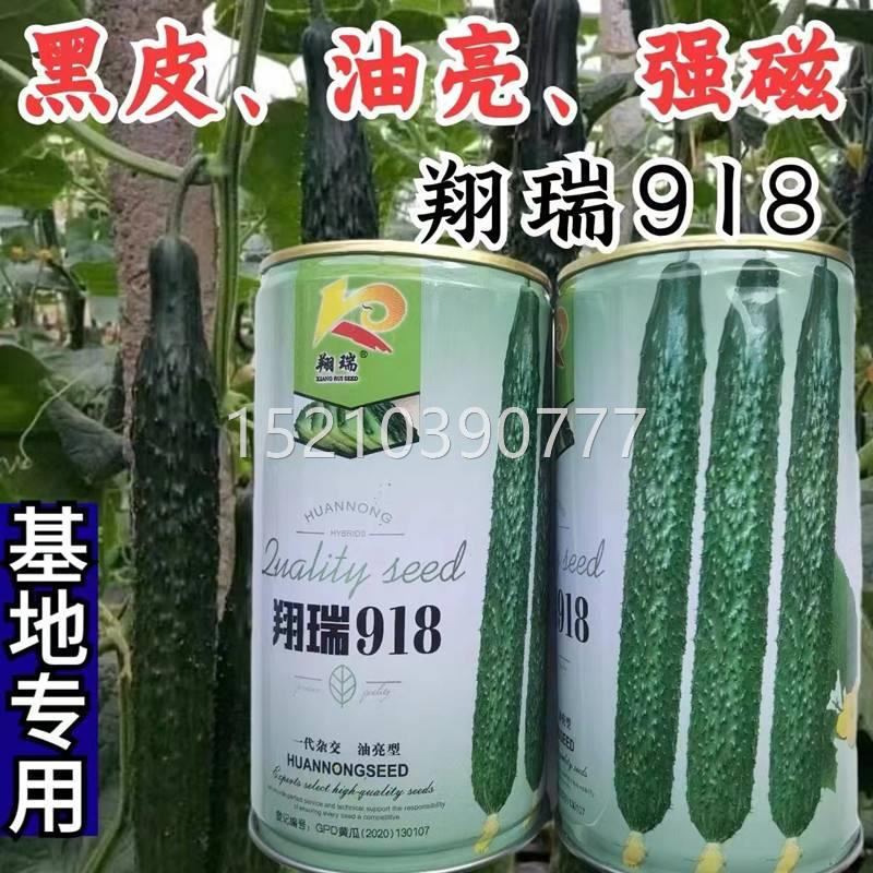 翔91瑞8黄瓜黑种子 籽绿瓤皮油VIK亮强磁耐热耐寒露地专用黄瓜种图片
